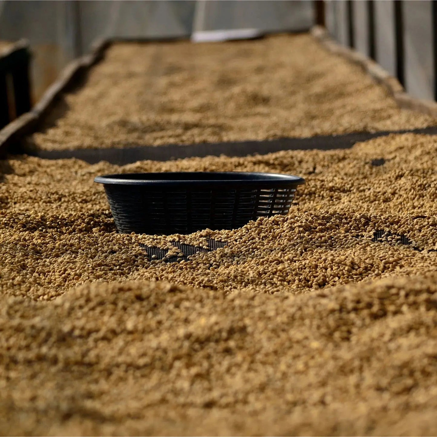 - Guatemala | Finca La Maravilla - Virtus Café & Thé