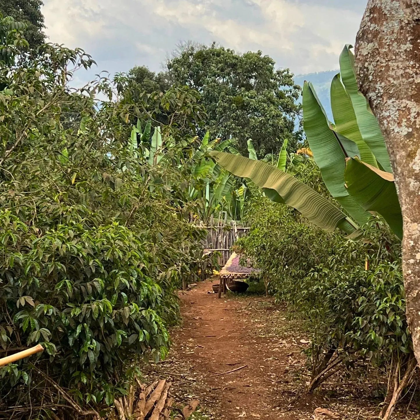 - Ethiopie | Yirgacheffe Worka Sakaro - Virtus Café