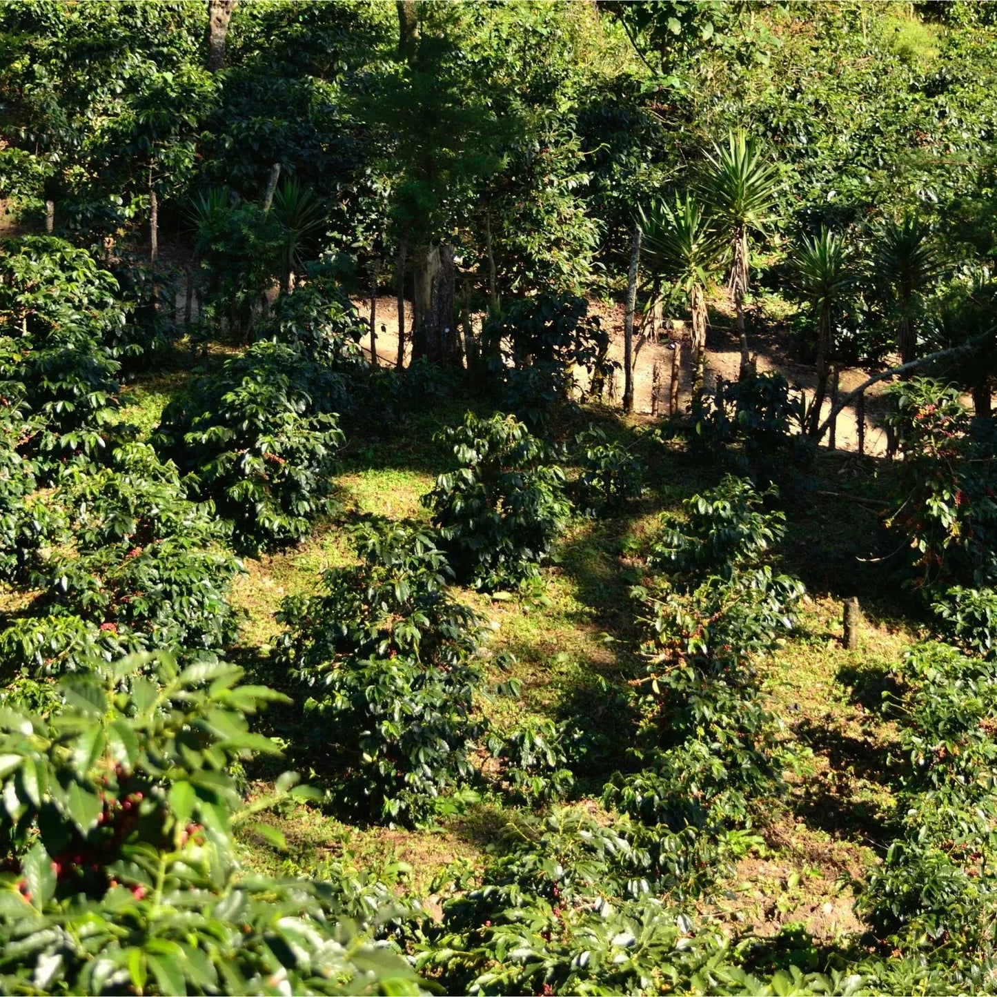 - Guatemala | Finca La Maravilla - Virtus Café & Thé