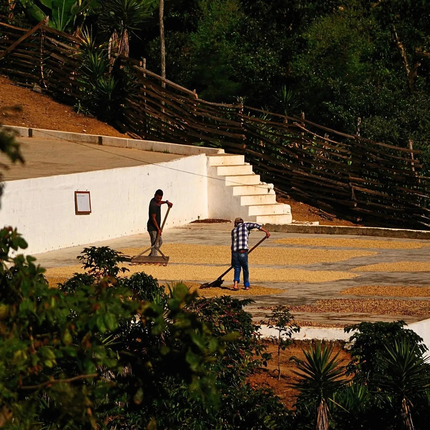 - Guatemala | Finca La Maravilla - Virtus Café & Thé