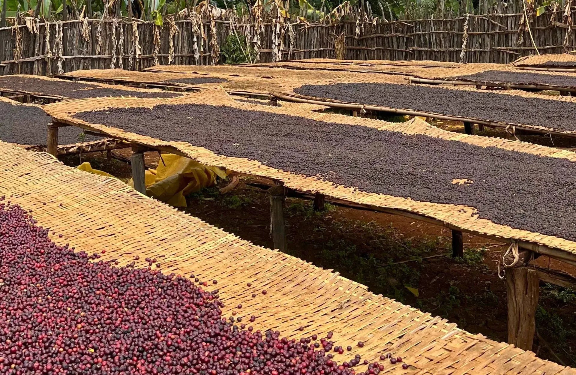  - Ethiopie | Yirgacheffe Worka Sakaro - Virtus Café