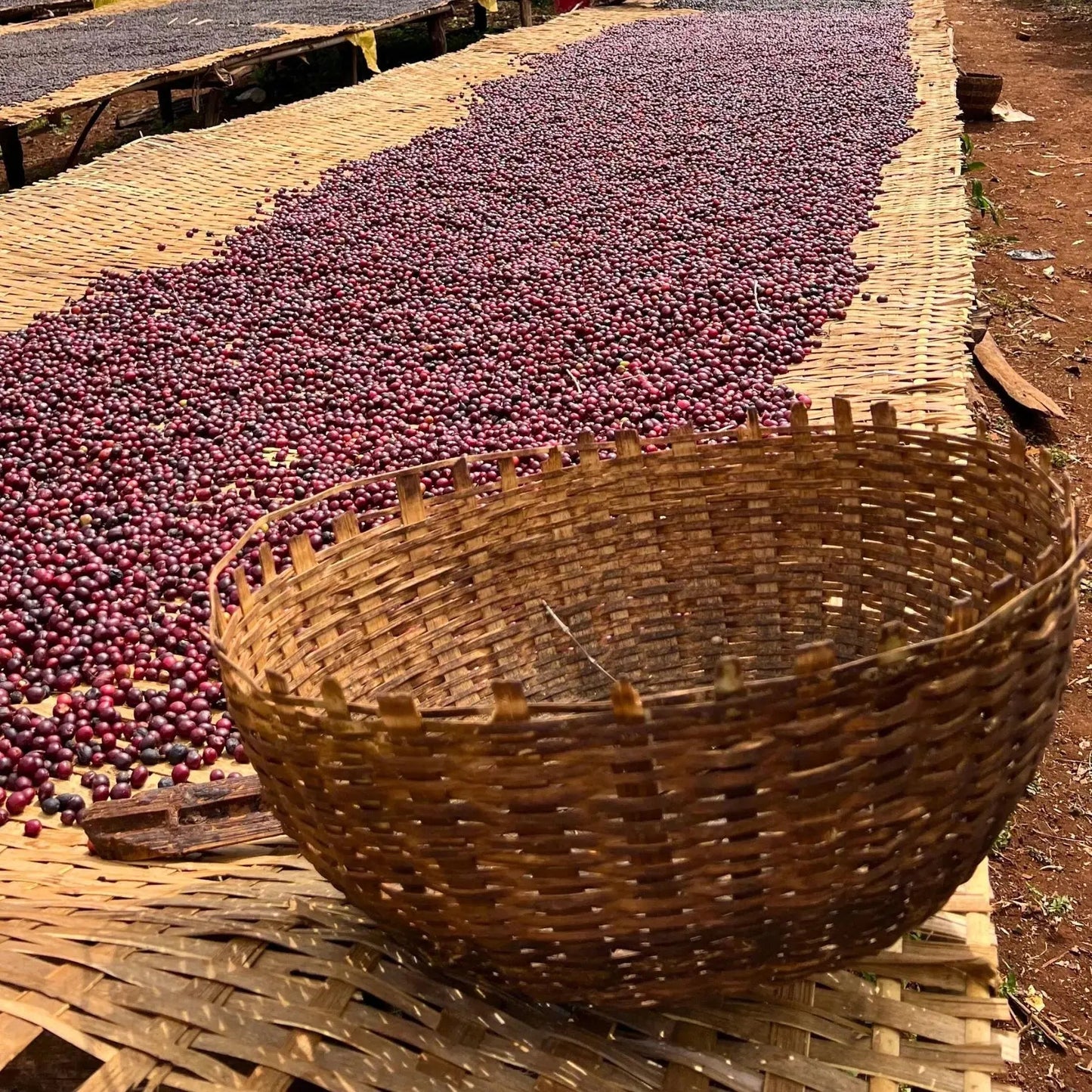 - Ethiopie | Yirgacheffe Worka Sakaro - Virtus Café