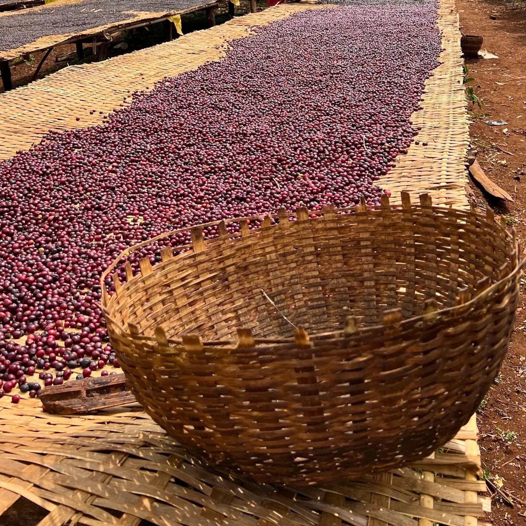  - Ethiopie | Yirgacheffe Worka Sakaro - Virtus Café