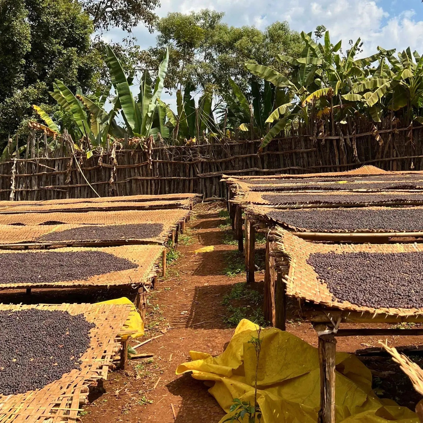  - Ethiopie | Yirgacheffe Worka Sakaro - Virtus Café