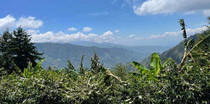  - Costa - Rica | La Guaca - Virtus Café & Thé