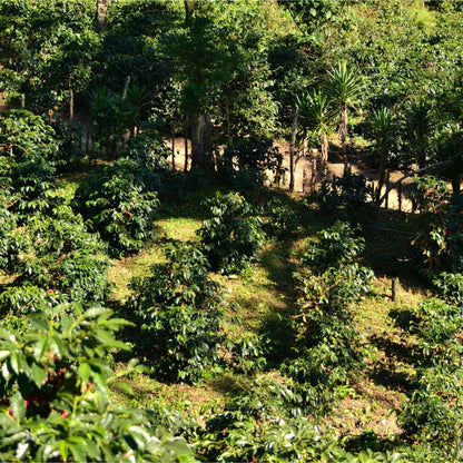  - Guatemala | Finca La Maravilla - Virtus Café & Thé