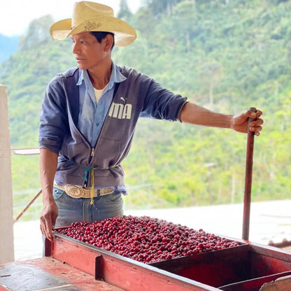  - Guatemala | Finca La Maravilla - Virtus Café & Thé