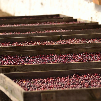  - Guatemala | Finca La Maravilla - Virtus Café & Thé