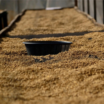  - Guatemala | Finca La Maravilla - Virtus Café & Thé